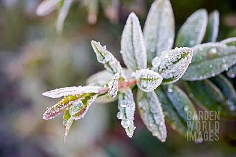 HYPERICUM__ST_JOHNS_WORT_LEAVES_IN_FROST
