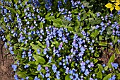 OMPHALODES CAPPACDOCICA CHERRY INGRAM
