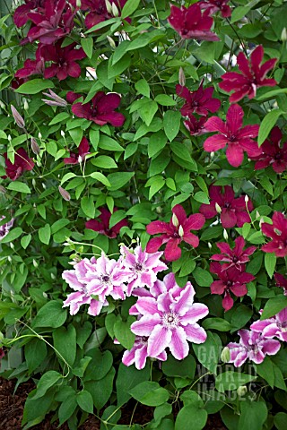 CLEMATIS_CAPTAIN_THUILLEUX_AND_CLEMATIS_RUUTEL_IN_ASSOCIATION