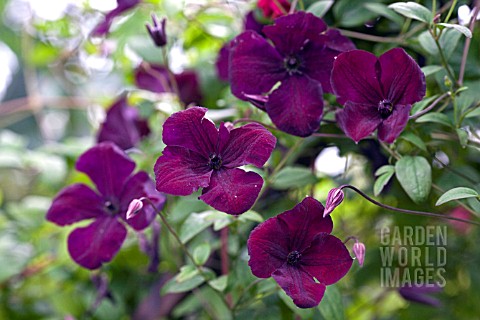 CLEMATIS_ROYAL_VELOURS