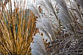 MISCANTHUS SINENSIS GROSSE FONTANE MIXED BORDER AT HYDE HALL
