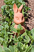 PETER RABBIT IN VEGETABLE PATCH