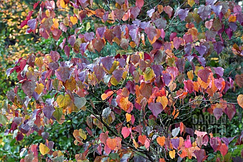 CERCIS_CANDENSIS