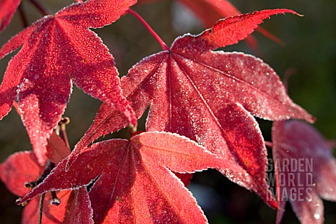 ACER_PALMATUM__JAPANESE_MAPLE_WITH_FROST