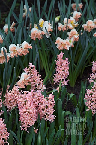 HYACINTHUS_GYPSY_QUEEN_AND_NARCISSUS_RAINBOW_COLOURS