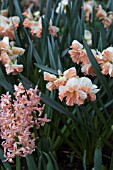 HYACINTHUS GYPSY QUEEN AND NARCISSUS RAINBOW COLOURS