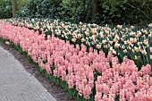 HYACINTHUS GYPSY QUEEN AND NARCISSUS RAINBOW COLOURS AT KEUKENHOF GARDENS