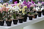 MIXED ORCHIDS