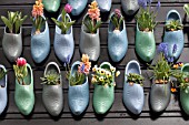 TULIPS, HYACINTHS AND VIOLETS IN CLOGS AT KEUKENHOF GARDENS