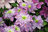 CLEMATIS CRYSTAL FOUNTAIN FAIRY BLUE