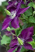 CLEMATIS AMETHYST BEAUTY