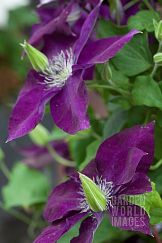 CLEMATIS_AMETHYST_BEAUTY