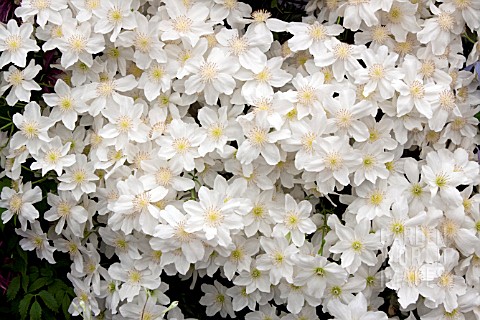 CLEMATIS_AVALANCHE