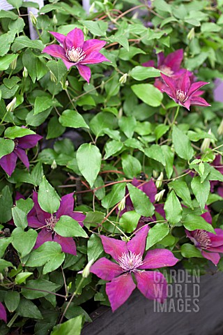 CLEMATIS_PICARDY