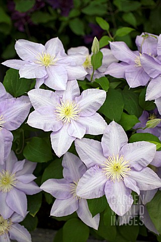 CLEMATIS_CEZANNE