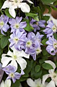 CLEMATIS PRINCE CHARLES
