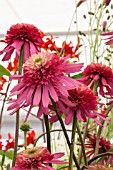 ECHINACEA SOUTHERN BELLE