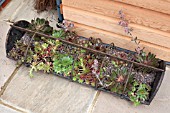 SEMPERVIVUMS IN OLD ANIMAL FEEDING TROUGH USED AS A PLANTER