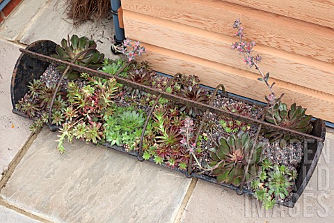 SEMPERVIVUMS_IN_OLD_ANIMAL_FEEDING_TROUGH_USED_AS_A_PLANTER