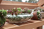 SEMPERVIVUMS IN OLD POTTERY USED AS A PLANTER, IN A GREENHOUSE