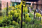 VIEW OF METAL RAILINGS LEADING TO VEGETABLE AREA AT RYTON ORGANIC GARDEN,  COVENTRY,  MAY