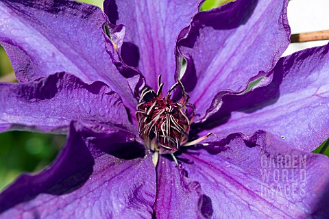 CLEMATIS_THE_PRESIDENT__MAY