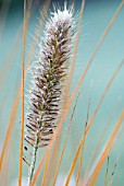 PENNISETUM ALOPECUROIDES HAMELN, FROSTED SPIKELET