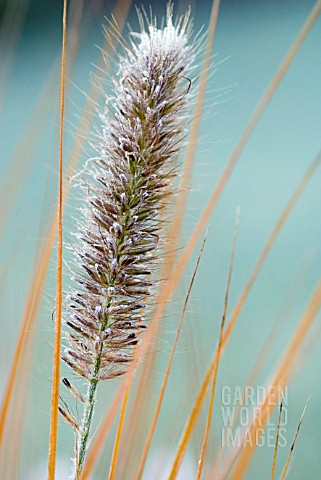 PENNISETUM_ALOPECUROIDES_HAMELN_FROSTED_SPIKELET