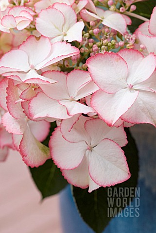 HYDRANGEA_MACROPHYLLA_LOVE_YOU_KISS_IN_CONTAINER