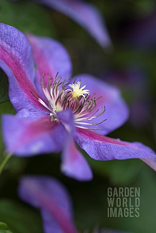 CLEMATIS_MRS_N_THOMPSON