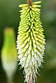 KNIPHOFIA ICE QUEEN RED HOT POKER