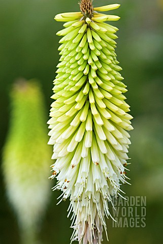 KNIPHOFIA_ICE_QUEEN_RED_HOT_POKER