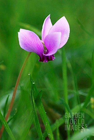 CYCLAMEN_HEDERIFOLIUM_ALBUM_IVYLEAVED_CYCLAMEN