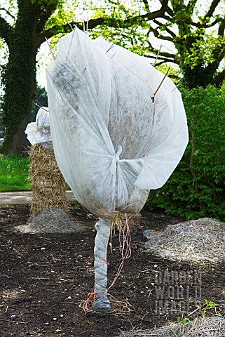 SOLANUM_RANTONETTII_COVERED_WITH_GARDEN_FLEECE_FOR_FROST_PROTECTION_RHS_WISLEY