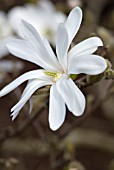 MAGNOLIA STELLATA STAR JMA1520