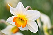 NARCISSUS FLOWER RECORD