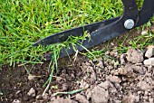 LAWN EDGING WITH LONG SHEARS