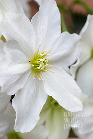CLEMATIS_AVALANCHE