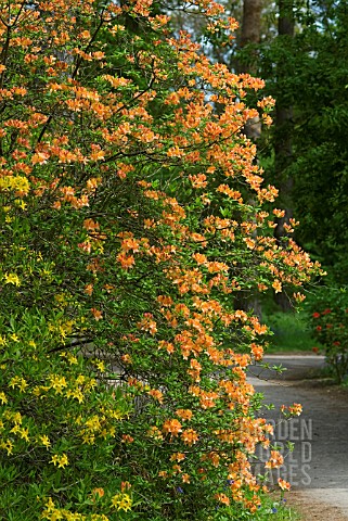 RHODODENDRON_AUSTRINUM_FLAME_AZALEA_AND_RHODODENDRON_LUTEUM_IN_FRONT