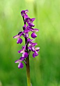 ORCHIS MORIO GREEN WINGED ORCHID GREEN VEINED ORCHID