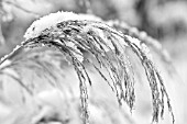 MISCANTHUS SEED HEAD WITH FROST