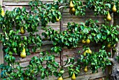PYRUS COMMUNIS CONFERENCE PEAR ESPALIERED AGAINST GARDEN FENCE