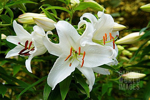 LILIUM_CASABLANCA