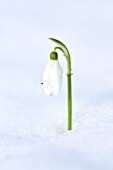 GALANTHUS NIVALIS IN THE SNOW