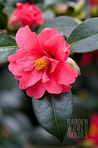 CAMELLIA_FREEDOM_BELL
