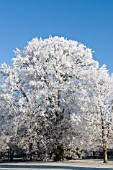 FAGUS SYLVATICA WITH HOAR FROST
