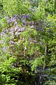 WISTERIA FLORIBUNDA MULTIJUGA CLIMBING INTO TREES AT RHS GARDEN WISLEY