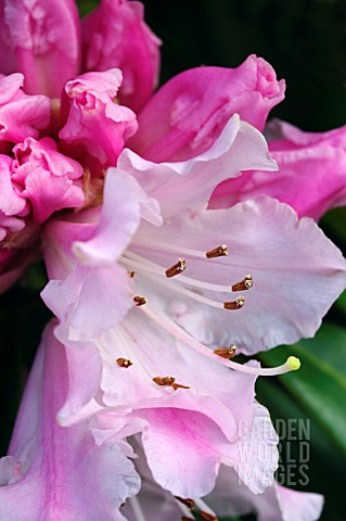 RHODODENDRON_CHRISTMAS_CHEER