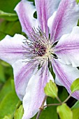 CLEMATIS NELLY MOSER