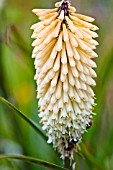KNIPHOFIA HEN AND CHICKENS